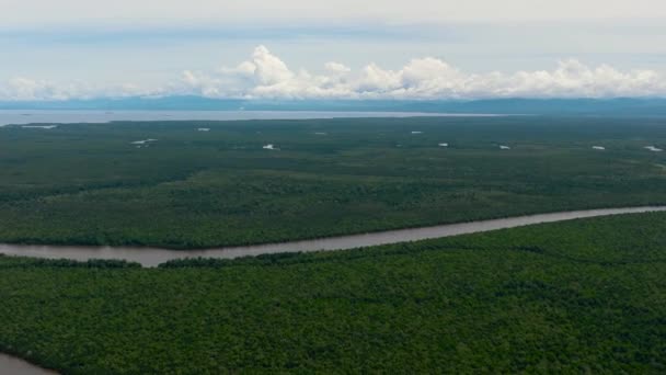 Mangrovları Bataklıkları Olan Sulak Alanlar Menumbok Orman Rezervi Borneo Sabah — Stok video