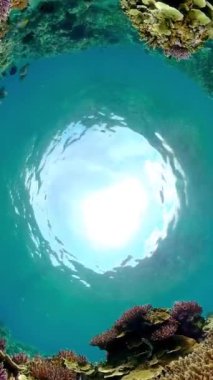 Mercan kayalıkları ve tropik balıklar. Su altı dünyası. Su altı renkli tropikal mercan resifi deniz manzarası. Dikey video.