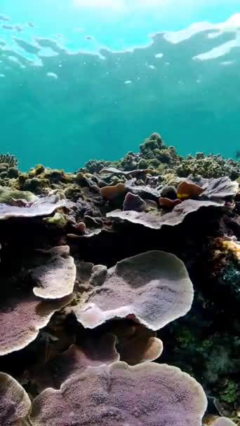 Duiken Zee Onderwater Kleurrijke Tropische Koraalrif Zeegezicht Verticale Video — Stockvideo