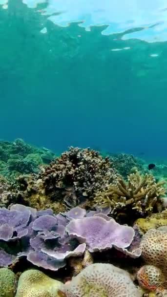 Kleurrijk Tropisch Koraalrif Scene Rif Mariene Leven Zeewereld Verticale Video — Stockvideo