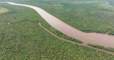 Tropik bölgelerdeki mangrov ve yağmur ormanlarının havadan görünüşü. Menumbok orman rezervi. Borneo, Sabah, Malezya.