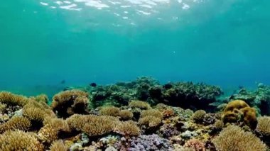 Coral reef and tropical fishes. The underwater world.