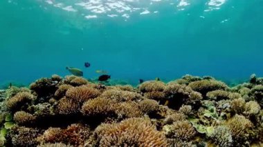 Mercan bahçesi deniz manzarası. Renkli tropikal mercan.