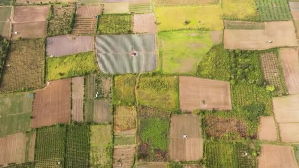 Kırsal Kesimde Tarım Arazisi Sumatra Tarım Arazisi Berastagi Endonezya — Stok video