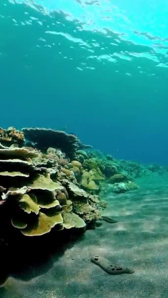 Сцена Рифу Морське Життя Морський Світ Підводний Рибний Морський Риф — стокове відео