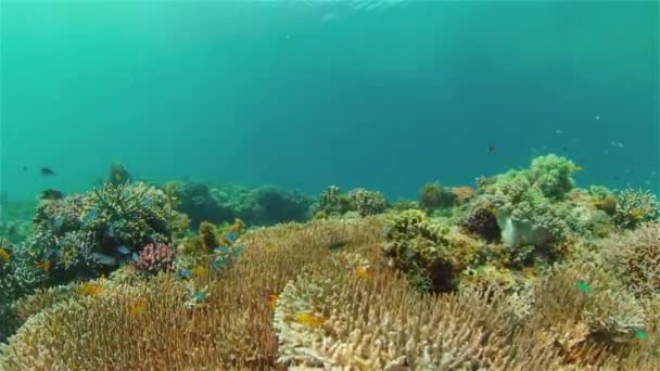 Szene Aus Dem Korallenriff Tropische Unterwasserfische Farbenprächtiges Tropisches Korallenriff Philippinen — Stockvideo