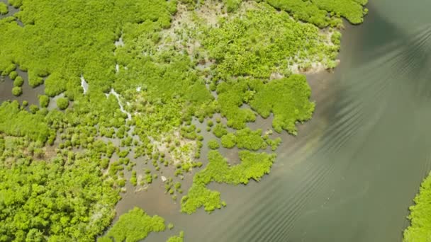 Mangrove Träd Vattnet Tropisk Ett Ekosystem Filippinerna Mangroveskog — Stockvideo