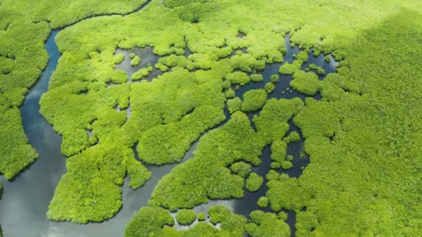 Mangrove Rainforest Green Trees Sea Water Aerial View Tropical Landscape — Stock Video