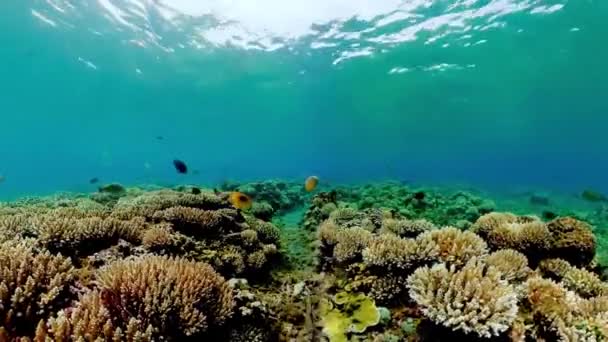 Reef Coral Tropical Garden Tropical Underwater Sea Fish Colourful Tropical — Stockvideo