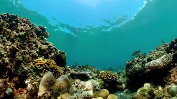 海底景致珊瑚礁 海底鱼 热带珊瑚礁海洋 五彩斑斓的水下海景 — 图库视频影像