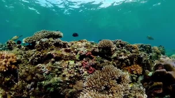 Colourful Tropical Coral Reef Scene Reef Seascape Water — Vídeo de Stock