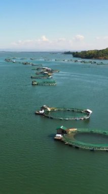 Oto ile beslenen balık çiftliği. Büyük yuvarlak kafeslerde levrek ve çipura üretimi. Filipinler, Luzon. Dikey video.