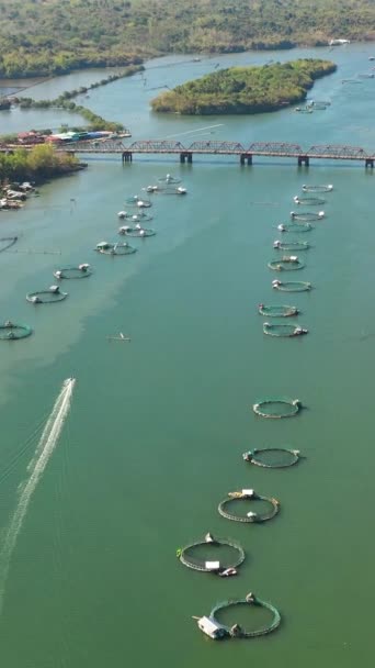 Automatyczne Karmienie Ryb Jednostka Hodowlana Labraksa Morlesza Ogromnych Okrągłych Klatkach — Wideo stockowe