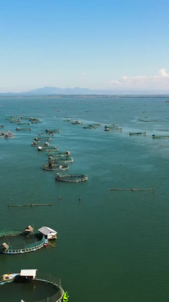 Zeeviskwekerij Kooien Voor Viskwekerij Dorado Zeebaars Filippijnen Luzon Verticale Video — Stockvideo