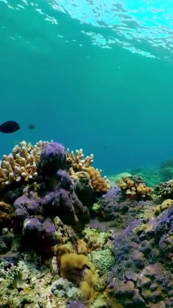 Koraaltuin Zeegezicht Onderwaterwereld Kleurrijke Tropische Koraalriffen Levenskoraalrif Verticale Video — Stockvideo