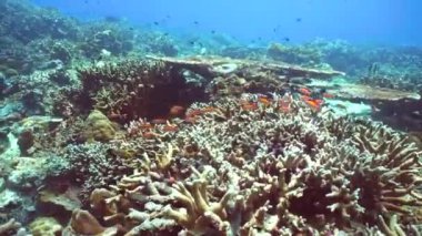 Sualtı Sahne Mercan Resifi. Su altı deniz balığı. Tropik resif denizcisi. Renkli sualtı deniz manzarası. Sipadan, Malezya.