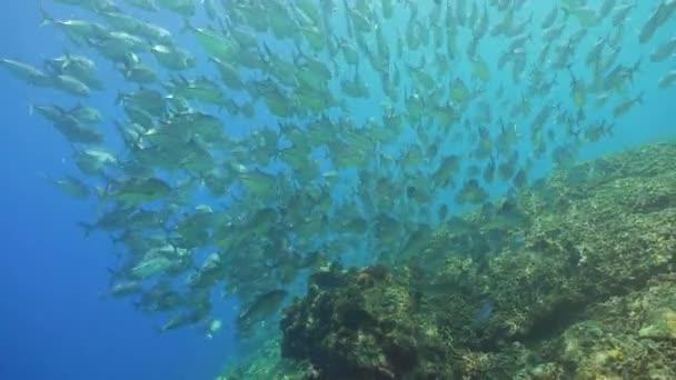 大群杰克鱼和珊瑚礁 Caranx Sexfasciatus Sipadan 马来西亚 — 图库视频影像