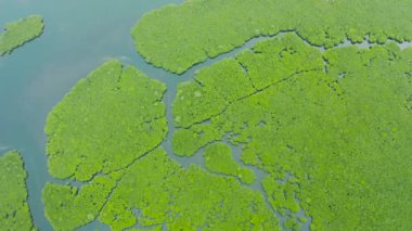 Tropikal mangrov ormanlarındaki nehirlerin havadan görünüşü. Mangrove manzarası, Siargao, Filipinler.