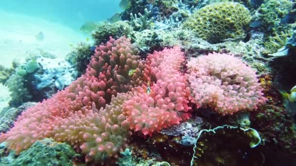 Κλόουν Ανεμόνεφις Και Ανεμώνη Στον Κοραλλιογενή Ύφαλο Υποβρύχια Κόσμο Κοράλλια — Αρχείο Βίντεο