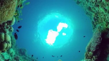 Tropikal balıklar ve mercan resifleri, sualtı görüntüleri. Suyun altında deniz manzarası. Panglao, Bohol, Filipinler.