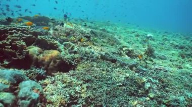 Deniz yaşamı deniz dünyası. Su altı balık resifi denizcisi. Tropik renkli sualtı denizleri. Sipadan, Malezya.