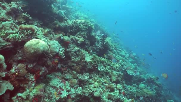 산호초와 수중의 물고기입니다 단단하고 부드러운 말레이시아의 — 비디오