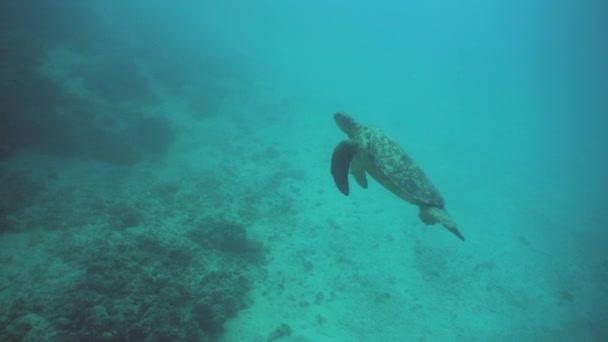 Zeegroene Schildpad Oceaan Sipadan Maleisië — Stockvideo