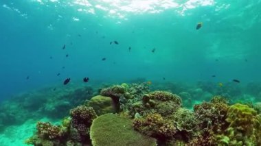 Tropik deniz ve mercan resifi. Sualtı Balık ve Mercan Bahçesi. Su altı deniz balığı. Tropik resif denizcisi. Renkli sualtı deniz manzarası. Panglao, Bohol, Filipinler.