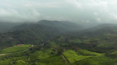 Dağların yamaçlarındaki çay tarlaları. Çay evi manzarası. Kayu Aro, Sumatra, Endonezya.