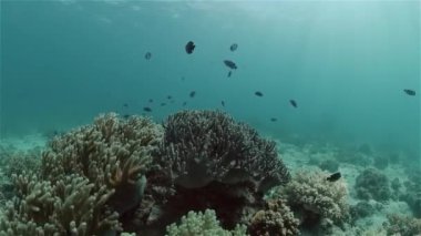 Tropik deniz ve mercan resifi. Sualtı Balık ve Mercan Bahçesi. Su altı deniz balığı. Tropik resif denizcisi. Renkli sualtı deniz manzarası. Filipinler.