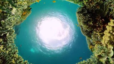 Suyun altındaki mercan kayalıklarında balıklar ve deniz yaşamı var. Mercan kayalıkları ve tropikal balıklar. Camiguin, Filipinler.