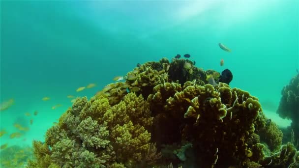 Korallengarten Meereslandschaft Und Unterwasserwelt Bunte Tropische Korallenriffe Leben Korallenriff Philippinen — Stockvideo