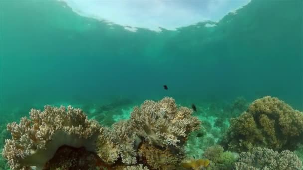 Tropiska Fiskar Och Korallrev Undervattensbilder Havslandskap Vatten Filippinerna — Stockvideo
