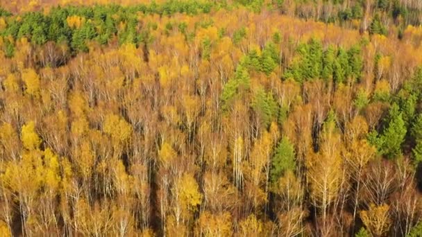 Imagens Drones Paisagens Florestais Outono Floresta Decídua Outubro Vista Superior — Vídeo de Stock