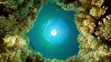 Su altı balık resifi denizcisi. Tropik renkli sualtı deniz manzarası. Filipinler.