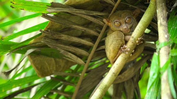 Tarsier Sentado Ramo Comfolhas Verdes Menor Primata Mundo Bohol Das — Fotografia de Stock