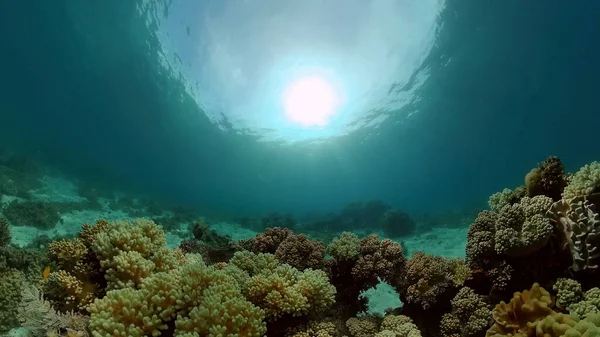 Υποβρύχια Σκηνή Coral Reef Υποβρύχια Ψάρια Τροπικός Ύφαλος Πολύχρωμο Υποβρύχιο — Φωτογραφία Αρχείου