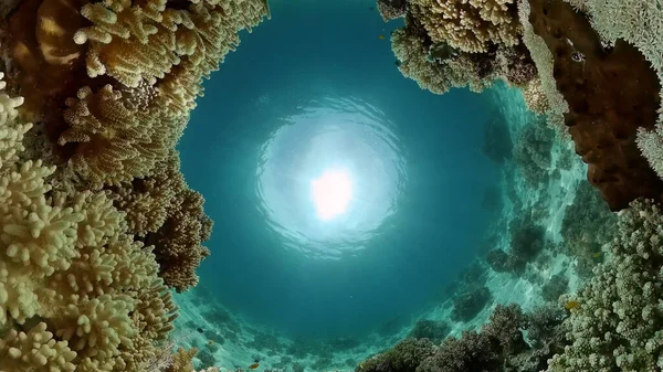 Unter Wasser Tropische Farbenfrohe Weichkorallen Meereslandschaft Unterwasser Fischriffe Marinen Philippinen — Stockfoto