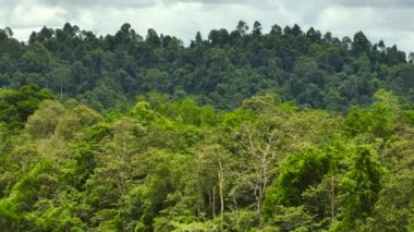 Yeşillik ve ormanla en yüksek yağmur manzarası. Borneo, Malezya.