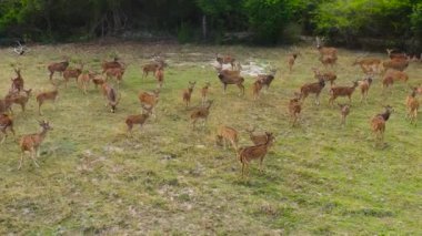 Bir geyik sürüsü Sri Lanka Ulusal Parkı 'ndaki ormana doğru ilerliyor..