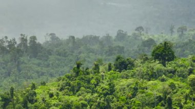 Taze yeşil yapraklar, tropikal bitkiler ve ağaçlar dağları ve vadiyi kaplar. Borneo. Sabah, Malezya.