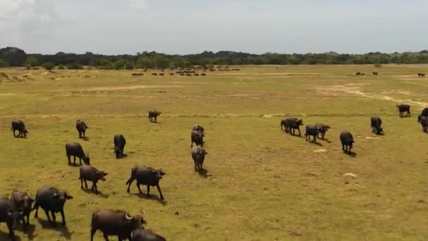 Luchtfoto Van Wilde Waterbuffels Hun Natuurlijke Habitat Nationaal Park Kumana — Stockvideo