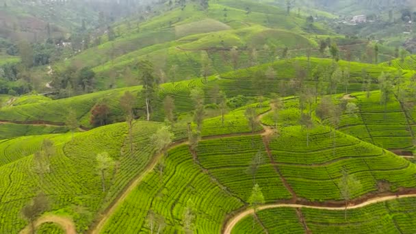 Зелена Чайна Плантація Шрі Ланка Ландшафт — стокове відео