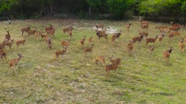 Una Manada Ciervos Dirige Selva Parque Nacional Sri Lanka — Vídeos de Stock