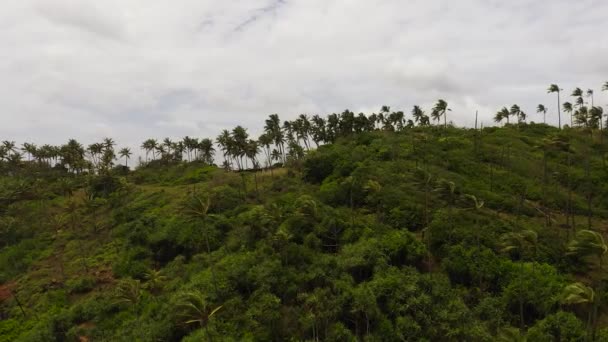 海の隣の岩場の海岸にあるヤシの木の空中ドローン スリランカのミリッサ — ストック動画