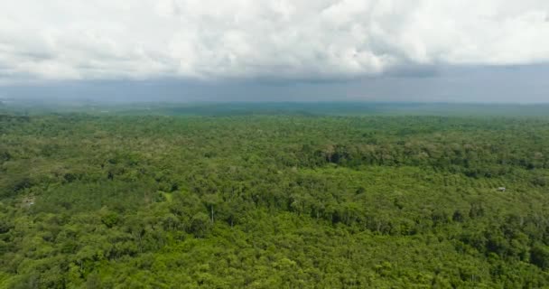 Flygfoto Över Djungeln Och Tropisk Skog Borneo Malaysia — Stockvideo