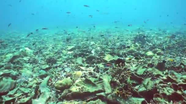 珊瑚礁热带花园 热带水下海鱼 五彩斑斓的热带珊瑚礁Sipadan 马来西亚 — 图库视频影像