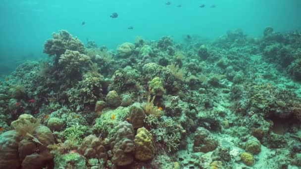 Scéna Podmořského Útesu Tropické Podmořské Ryby Sipadan Malajsie — Stock video
