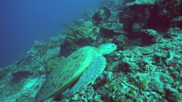 Tortuga Verde Marino Encuentra Arrecife Coral Escena Submarina Coral Reef — Vídeos de Stock