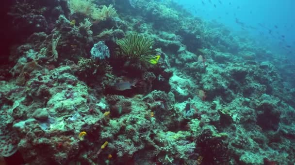 Koraalrif Onder Water Met Vissen Zeeleven Koraalrif Tropische Vissen Sipadan — Stockvideo